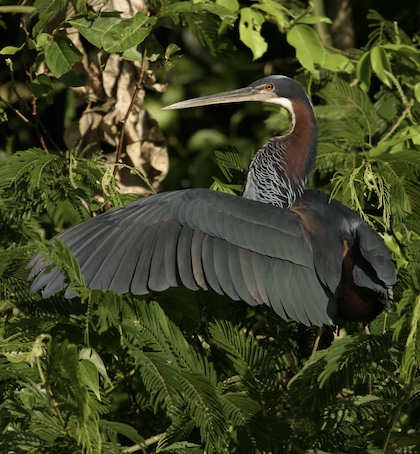 Gallery - bird image